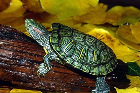 巴西 烏龜